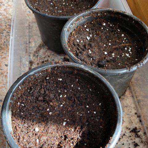 Marquito marihuanero  growlog photo: OLEEEE ESAS PLANTITAS