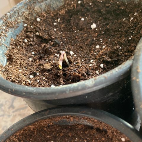 Marquito marihuanero  growlog timeline photo