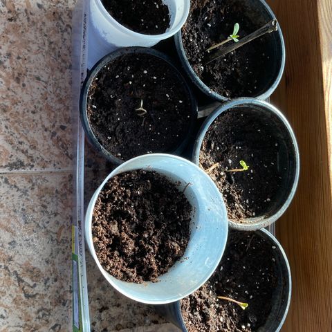 Marquito marihuanero  growlog timeline photo