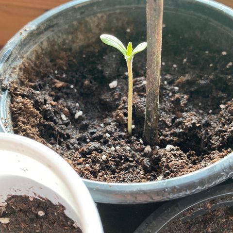 Marquito marihuanero  growlog timeline photo