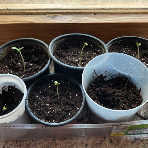 Marquito marihuanero  growlog timeline photo