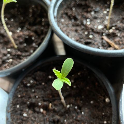 Marquito marihuanero  growlog timeline photo