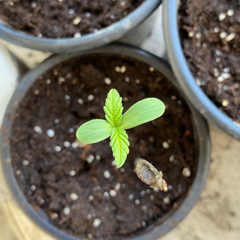 Marquito marihuanero  growlog timeline photo