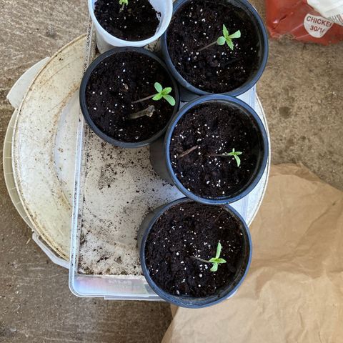 Marquito marihuanero  growlog timeline photo