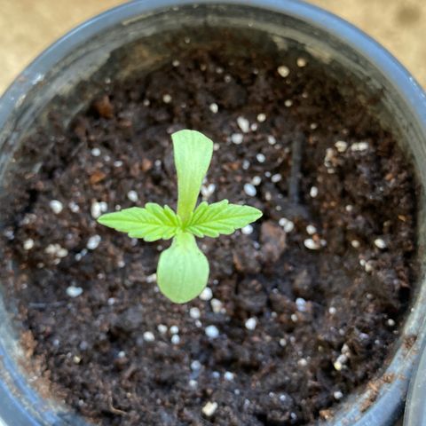 Marquito marihuanero  growlog timeline photo