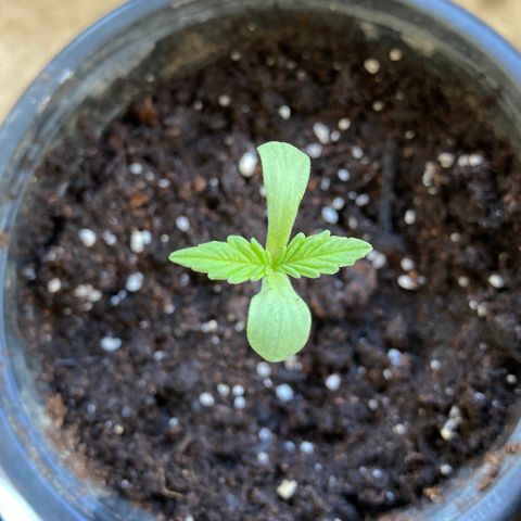 Marquito marihuanero  growlog timeline photo