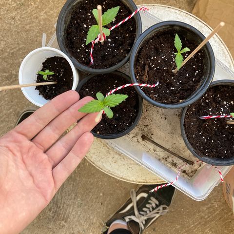 Marquito marihuanero  growlog timeline photo