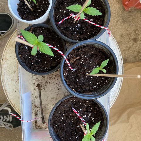 Marquito marihuanero  growlog timeline photo