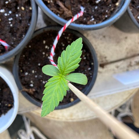 Marquito marihuanero  growlog timeline photo