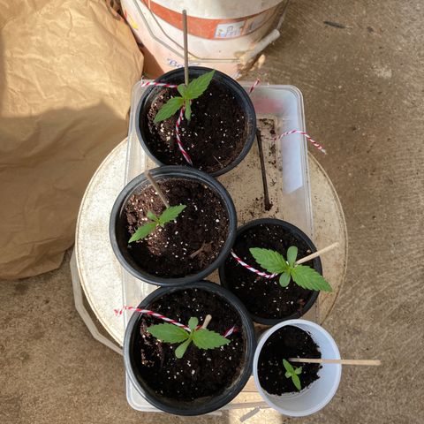Marquito marihuanero  growlog timeline photo