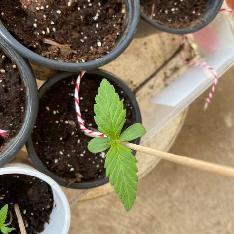 Marquito marihuanero  growlog timeline photo