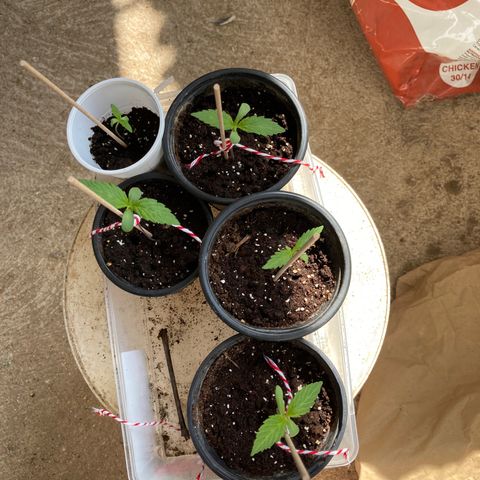 Marquito marihuanero  growlog timeline photo