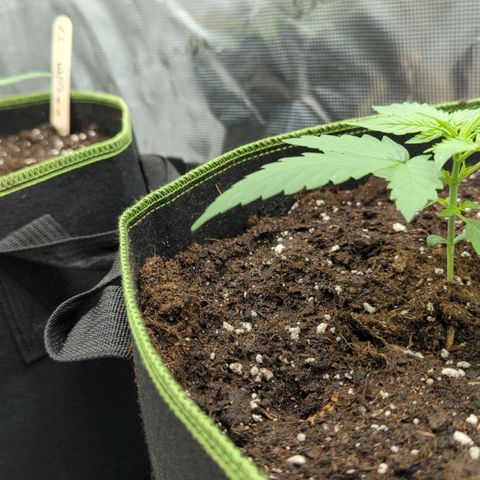 Jack Herererer growlog timeline photo
