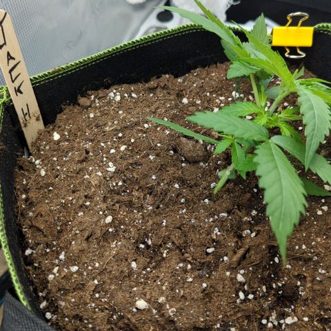 Jack Herererer growlog photo: Start of LST