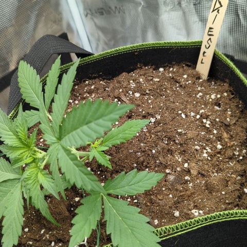 Vin Diesel growlog photo: Start of LST
