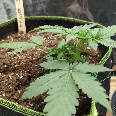 Vin Diesel growlog timeline photo