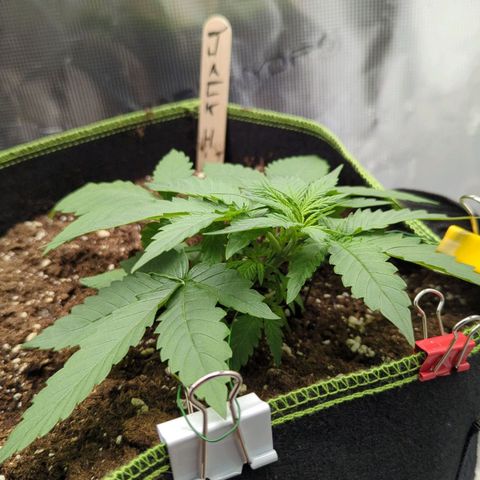 Jack Herererer growlog timeline photo