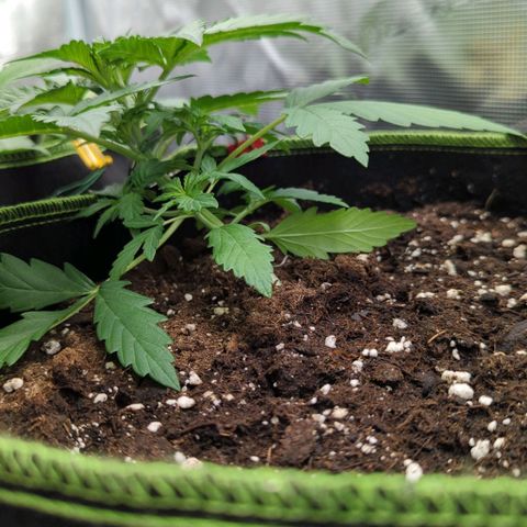Vin Diesel growlog timeline photo