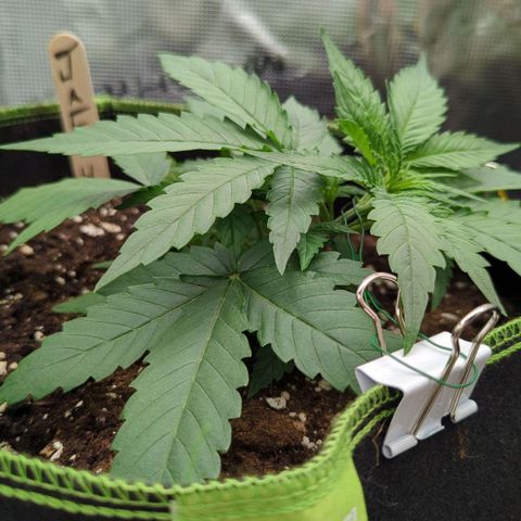 Jack Herererer growlog timeline photo