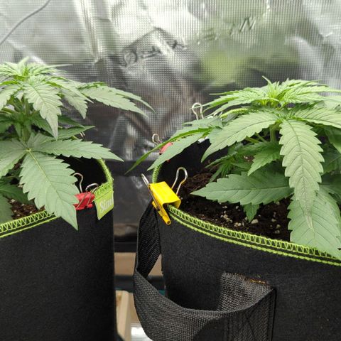 Jack Herererer growlog timeline photo
