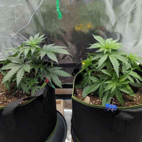 Jack Herererer growlog timeline photo