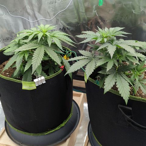 Jack Herererer growlog timeline photo