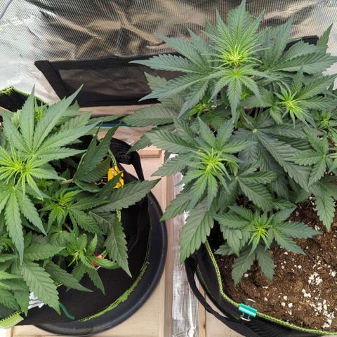 Jack Herererer growlog timeline photo
