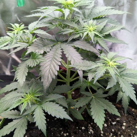 Vin Diesel growlog timeline photo
