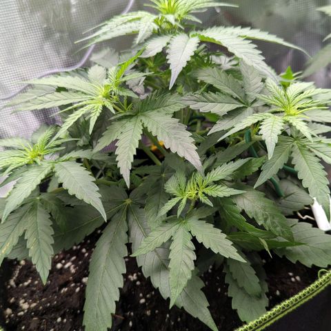 Jack Herererer growlog timeline photo