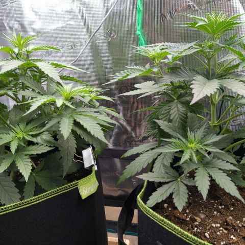 Jack Herererer growlog timeline photo