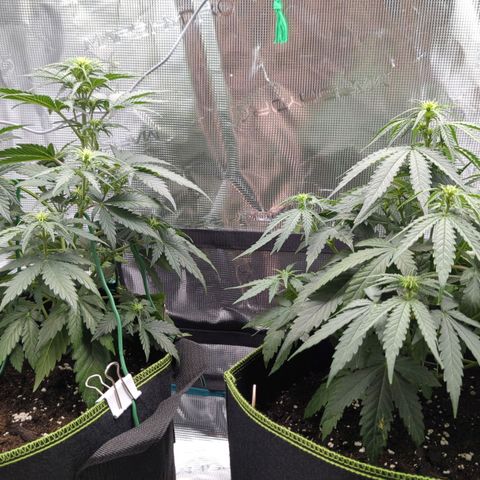 Jack Herererer growlog timeline photo