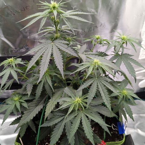 Jack Herererer growlog timeline photo