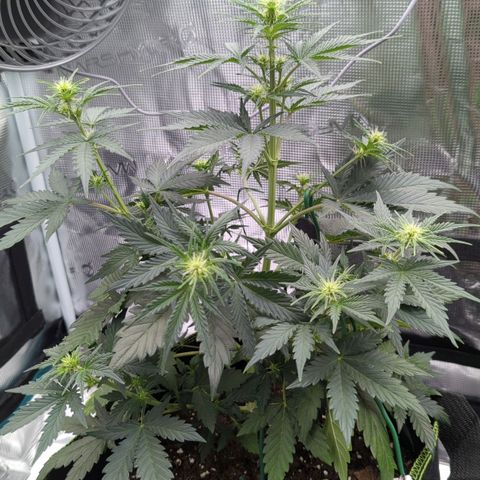 Jack Herererer growlog timeline photo