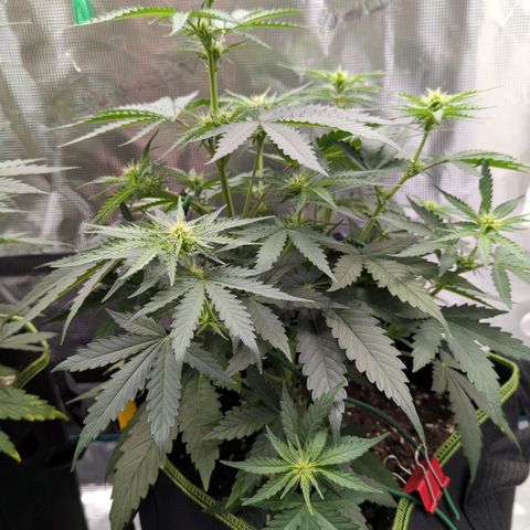 Jack Herererer growlog timeline photo