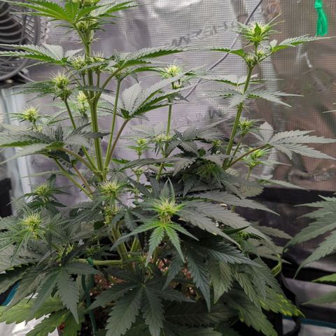 Jack Herererer growlog timeline photo