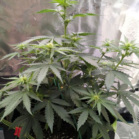 Jack Herererer growlog timeline photo