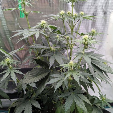 Vin Diesel growlog timeline photo