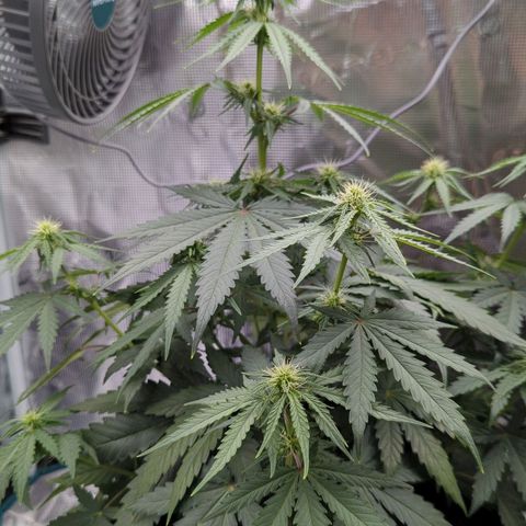 Jack Herererer growlog timeline photo