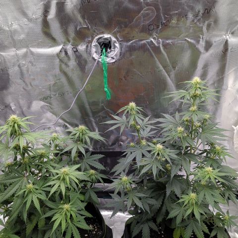 Jack Herererer growlog timeline photo