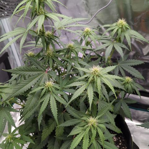 Jack Herererer growlog timeline photo