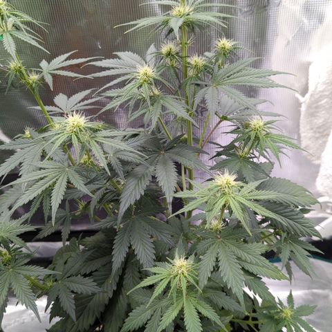 Jack Herererer growlog timeline photo