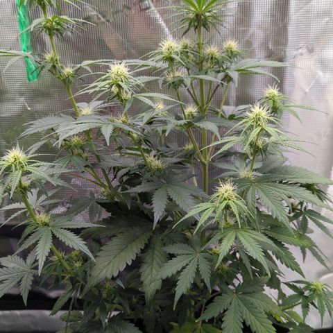 Vin Diesel growlog timeline photo