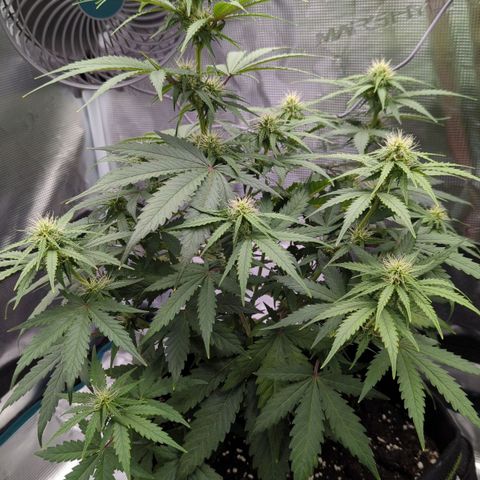 Jack Herererer growlog timeline photo