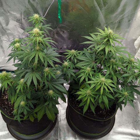 Jack Herererer growlog timeline photo