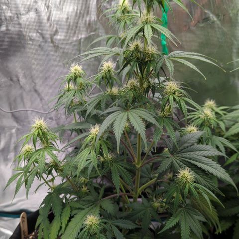 Jack Herererer growlog timeline photo