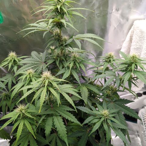 Jack Herererer growlog timeline photo