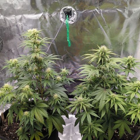 Jack Herererer growlog timeline photo