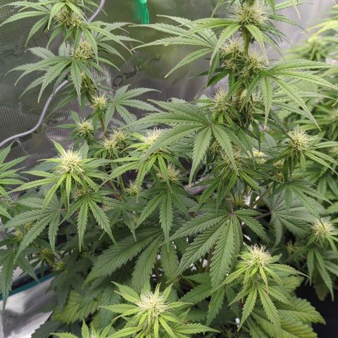 Jack Herererer growlog timeline photo
