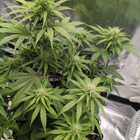 Jack Herererer growlog timeline photo