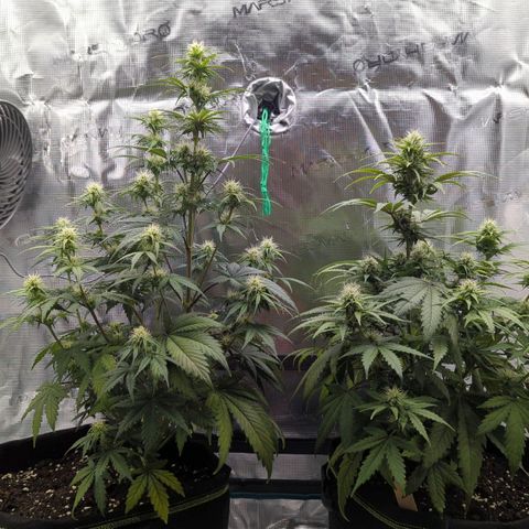 Jack Herererer growlog timeline photo
